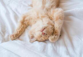 Close-up of a sleeping ginger kitten in bed. Red cat on a white blanket. Relaxing and happy morning. photo