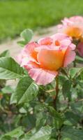 delicado melocotón rosas en el jardín. naranja Rosa en el jardín. jardín concepto. foto