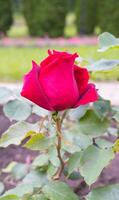 Burgundy rose in the garden with flower buds photo