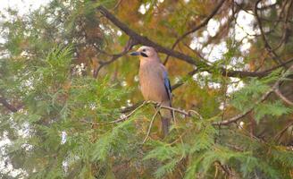 Jay bird on a tree in the forest photo
