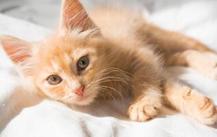 Cute little ginger kitten lies on a white blanket and looks at the camera photo