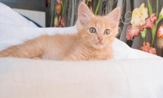 Cute little ginger kitten lies and plays on a white blanket photo