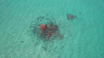 Aerial Coral Reef Diversity in Crystal Clear Turquoise Waters video