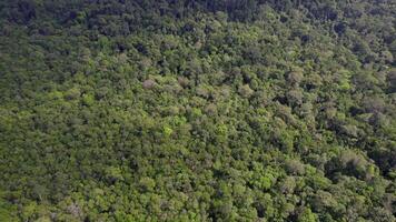 Terre jour, aérien luxuriant forêt tropicale canopée video