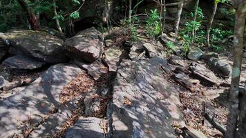 tranquilo bosque piso con dispersado rocas video