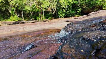 sereno bosque corriente terminado suave rocas video