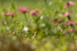 Beautiful blooming flower in garden photo