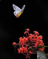 hermosa floreciente flor en jardín foto