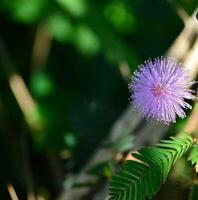 Beautiful blooming flower in garden photo