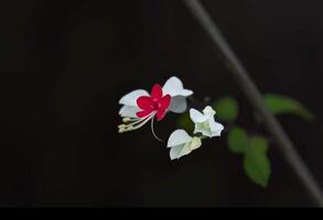 Beautiful blooming flower in garden photo