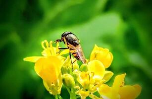 Beautiful blooming flower in garden photo