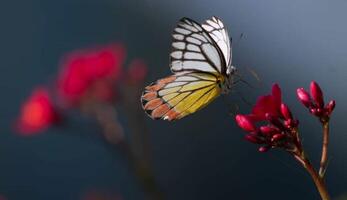 Beautiful blooming flower photo