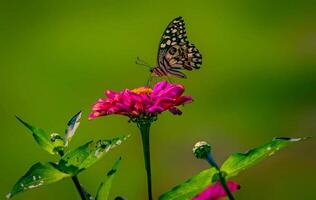 hermosa floreciente flor foto