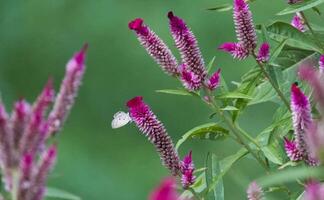 Beautiful blooming flower in garden photo