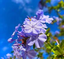 Beautiful blooming flower in garden photo