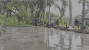 Osten Lombok, Indonesien, 4 Februar 2024. jemand gepflückt oben ein Kokosnuss Das hätten gefallen in schmutzig Wasser im ein Reis Feld, hdr10 Video Filmaufnahme.