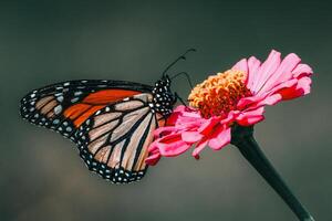 Closeup Photography of butterfly Cute Butterfly photo