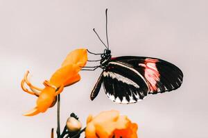 de cerca fotografía de mariposa linda mariposa foto