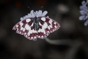 de cerca fotografía de mariposa linda mariposa foto