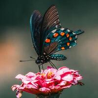 Closeup Photography of butterfly Cute Butterfly photography image photo