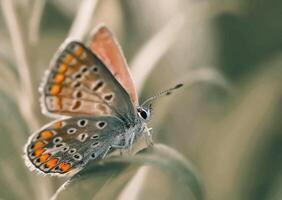 de cerca fotografía de mariposa linda mariposa foto