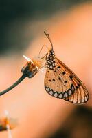 Closeup Photography of butterfly Cute Butterfly photo