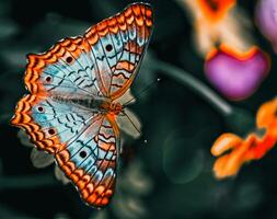 de cerca fotografía de mariposa linda mariposa foto