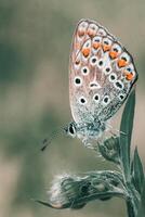 Closeup Photography of butterfly Cute Butterfly photo