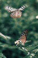 Closeup Photography of butterfly Cute Butterfly photo