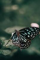 de cerca fotografía de mariposa linda mariposa foto