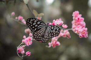 Closeup Photography of butterfly Cute Butterfly photo