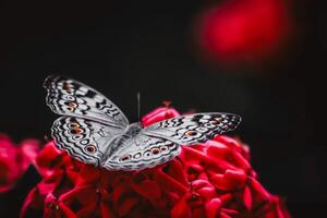 de cerca fotografía de mariposa linda mariposa foto