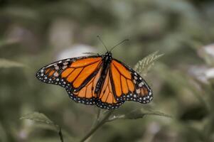 de cerca fotografía de mariposa linda mariposa foto