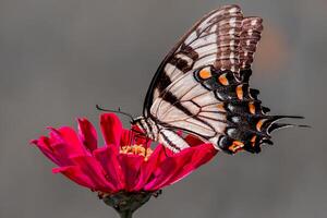 de cerca fotografía de mariposa linda mariposa foto