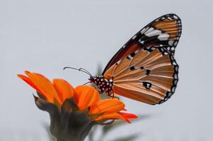 de cerca fotografía de mariposa linda mariposa foto