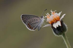 de cerca fotografía de mariposa linda mariposa foto