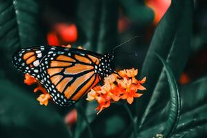 Closeup Photography of butterfly Cute Butterfly photo