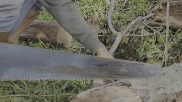 Someone cuts wood with a hand saw, HDR10 Video Footage.