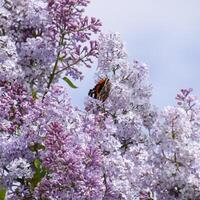 Lilac flowers on the branches of a butterfly admiral photo
