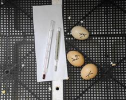 The eggs of a musky duck lying in an incubator. photo