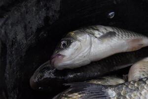 río pescado macro foto. pescado atrapar. carpa y carpa. hierba pez. foto