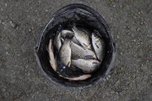 River fish in a plastic bucket. Fish catch. Carp and carp. Weed fish. photo