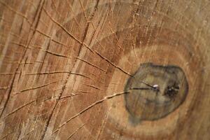 The sawn tree and its year rings photo