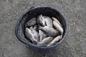 River fish in a plastic bucket. Fish catch. Carp and carp. Weed fish. photo