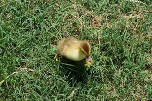 Ducklings of a musky duck photo