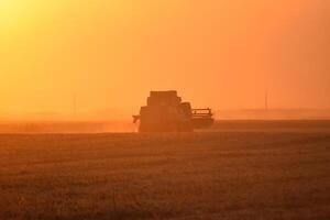 Harvesting by combines at sunset. photo