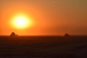 Harvesting by combines at sunset. photo