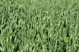 Field of young green barley photo