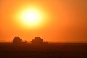 Harvesting by combines at sunset. photo