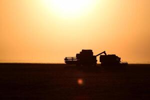 Harvesting by combines at sunset. photo